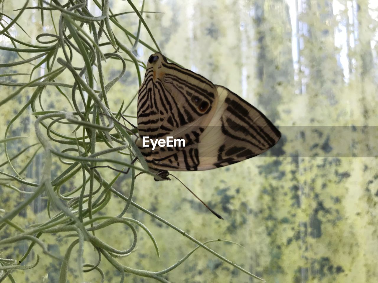 CLOSE-UP OF BUTTERFLY ON A LEAF