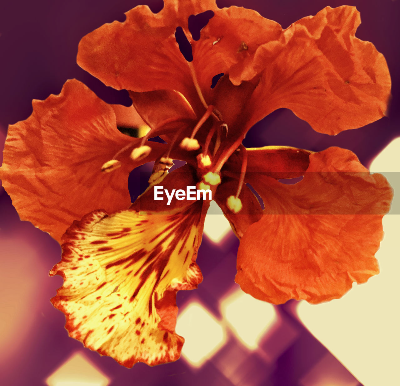 CLOSE-UP OF ORANGE HIBISCUS