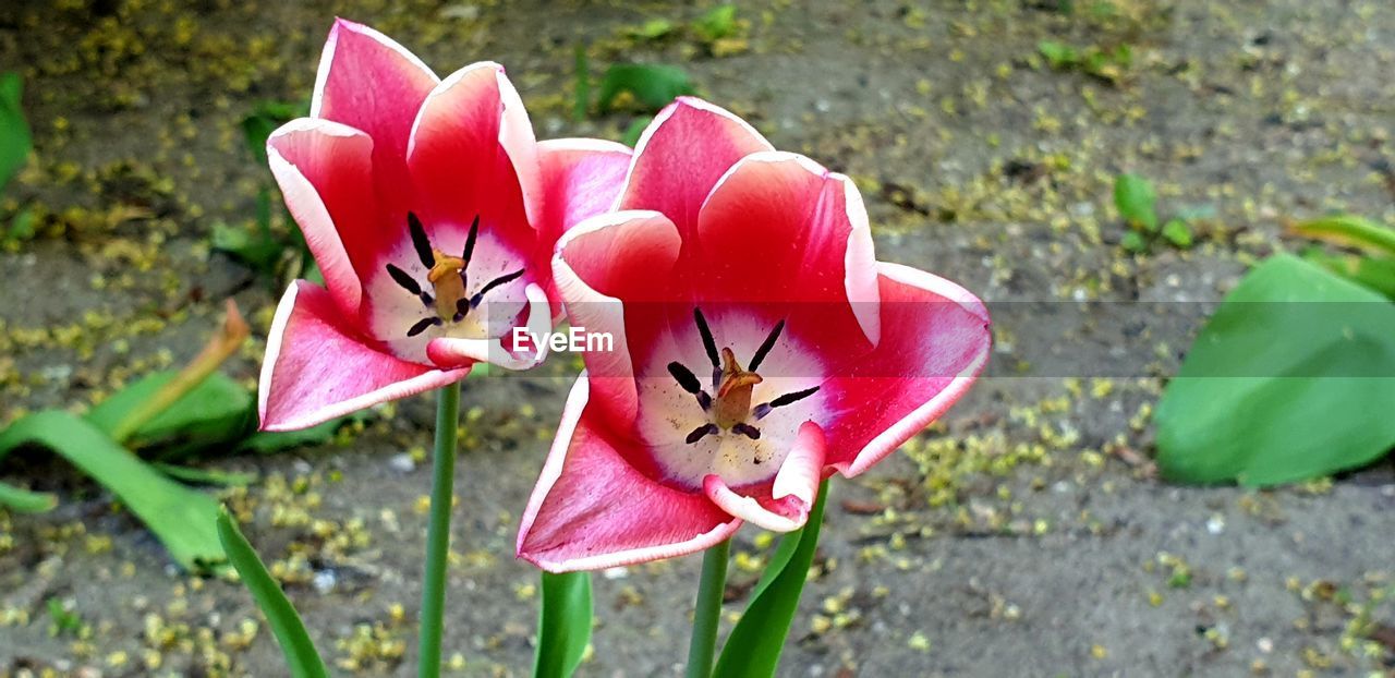 HIGH ANGLE VIEW OF PINK FLOWER ON PLANT