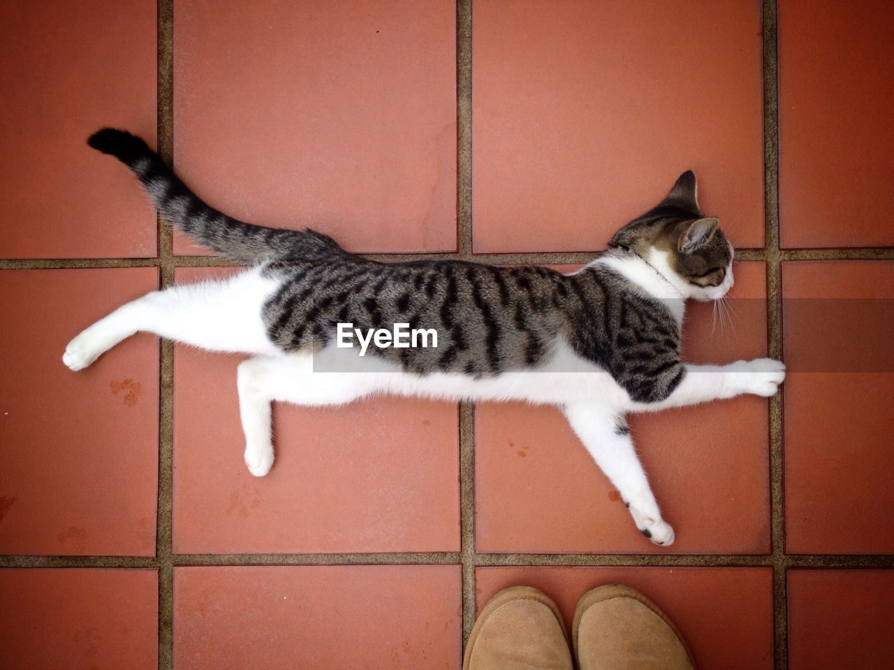 High angle view of cat resting on tiled floor