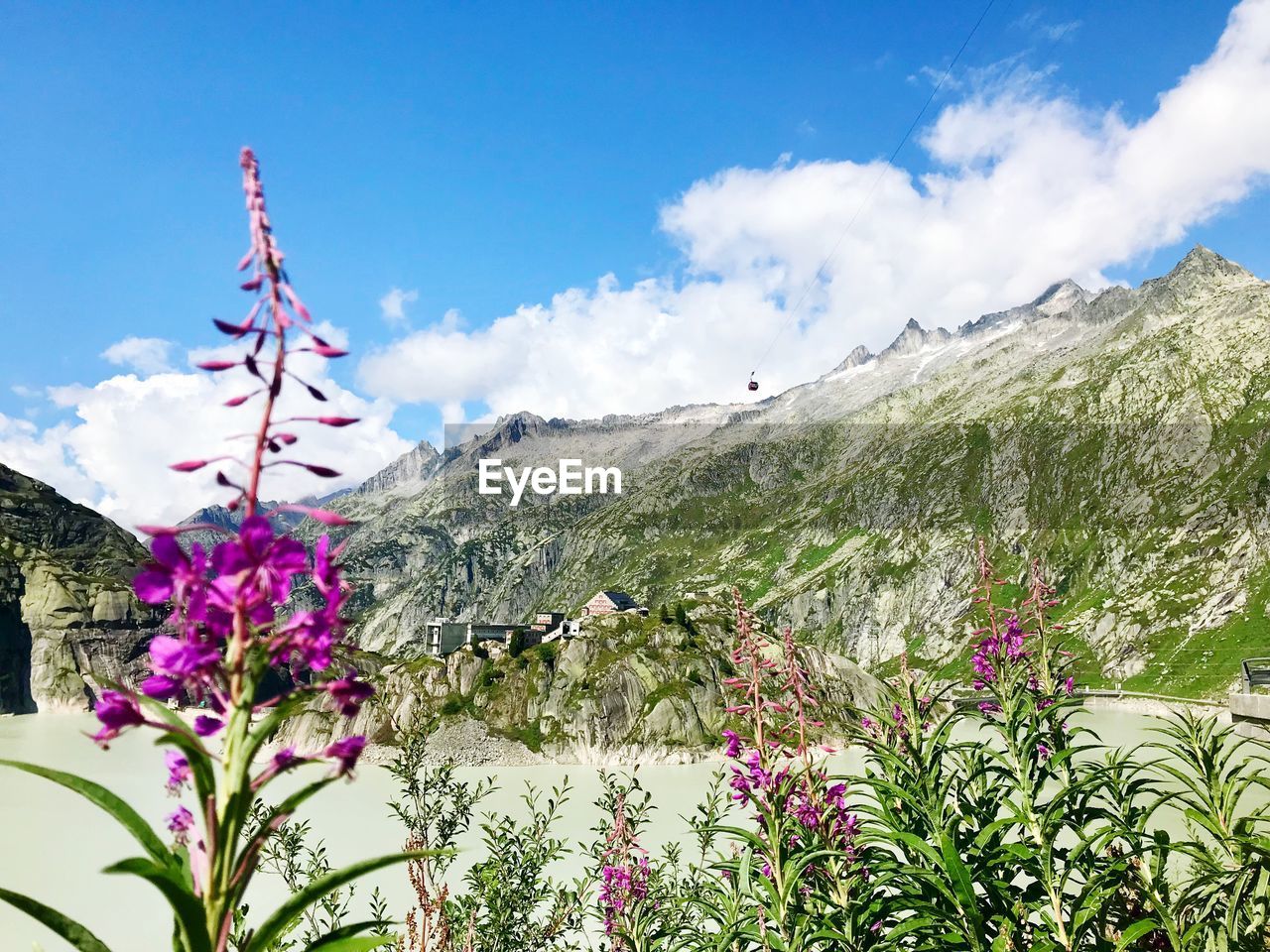 LOW ANGLE VIEW OF FLOWERING PLANT AGAINST SKY