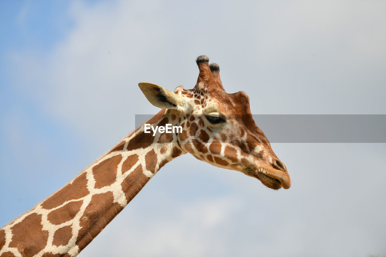 A giraffe head in a blue sky