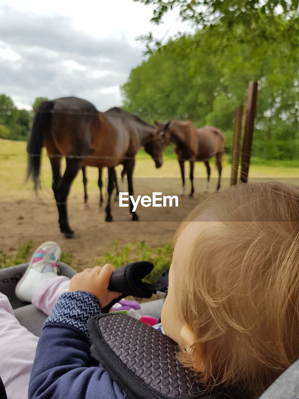 Close-up of baby relaxing in stroller at barn