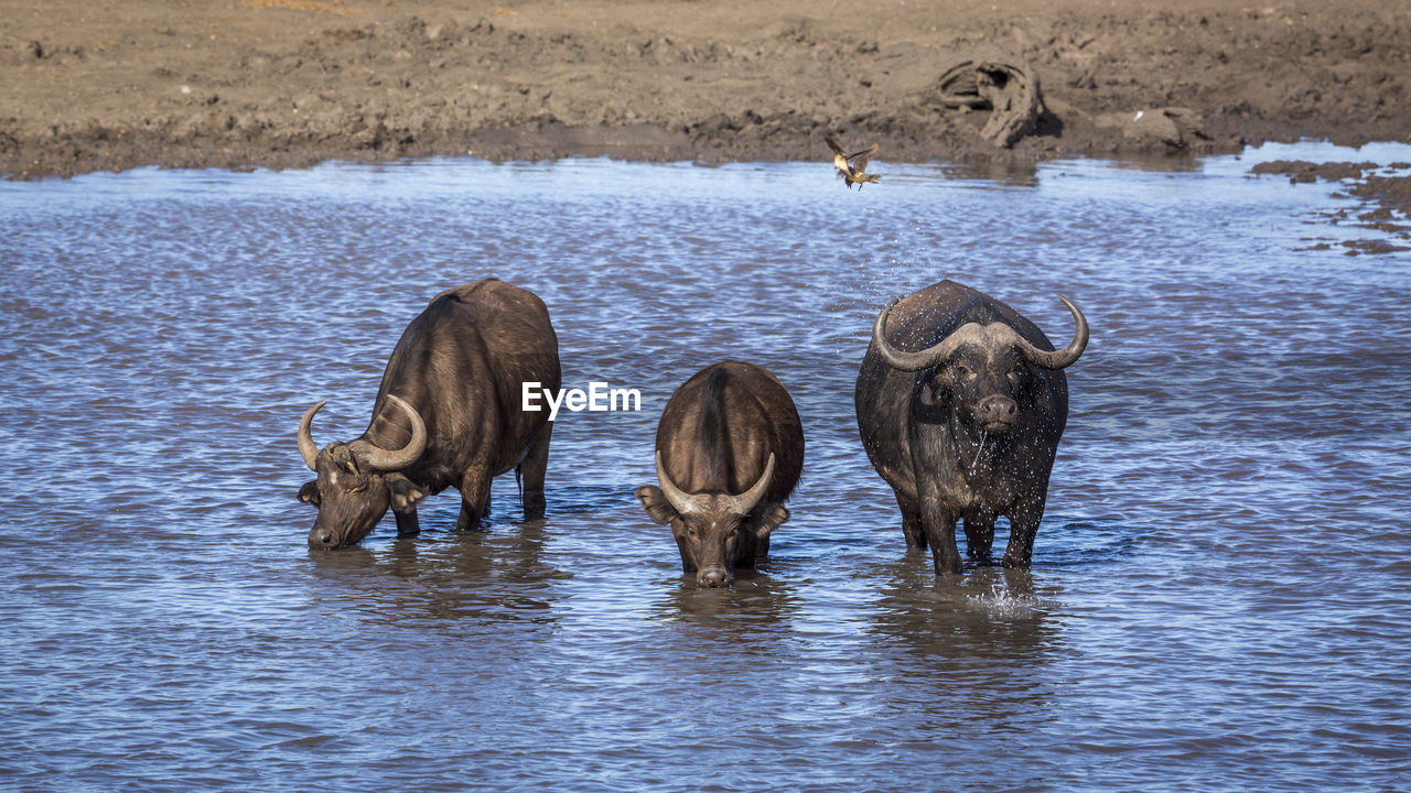 VIEW OF DRINKING WATER