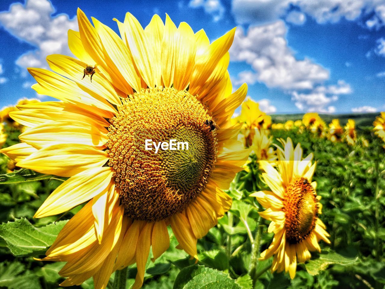 flower, plant, flowering plant, sunflower, beauty in nature, freshness, flower head, growth, yellow, nature, inflorescence, petal, fragility, sky, field, cloud, close-up, pollen, sunflower seed, no people, land, day, landscape, outdoors, focus on foreground, springtime, asterales, rural scene, sunlight, green, blossom, botany, vibrant color, agriculture, macro photography, blue, environment