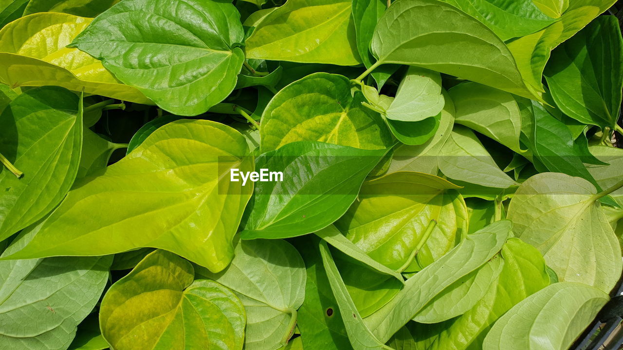 HIGH ANGLE VIEW OF LEAVES