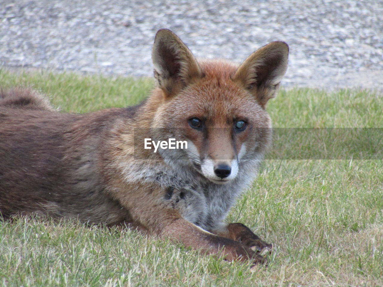 animal, animal themes, one animal, wildlife, animal wildlife, grass, mammal, no people, portrait, red fox, looking at camera, day, fox, nature, plant, field, land, outdoors, carnivore, wolfdog, dog