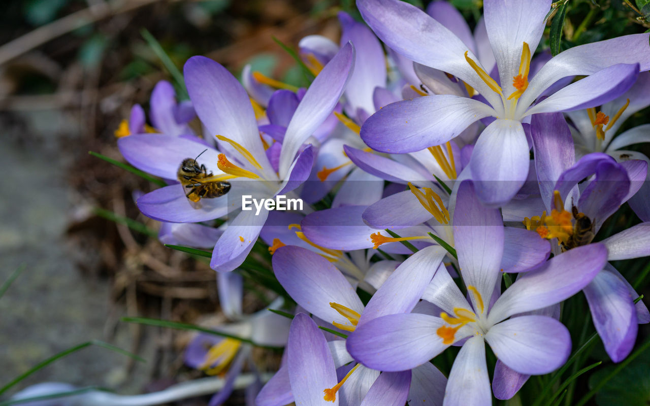 CLOSE-UP OF BUMBLEBEE ON PURPLE CROCUS