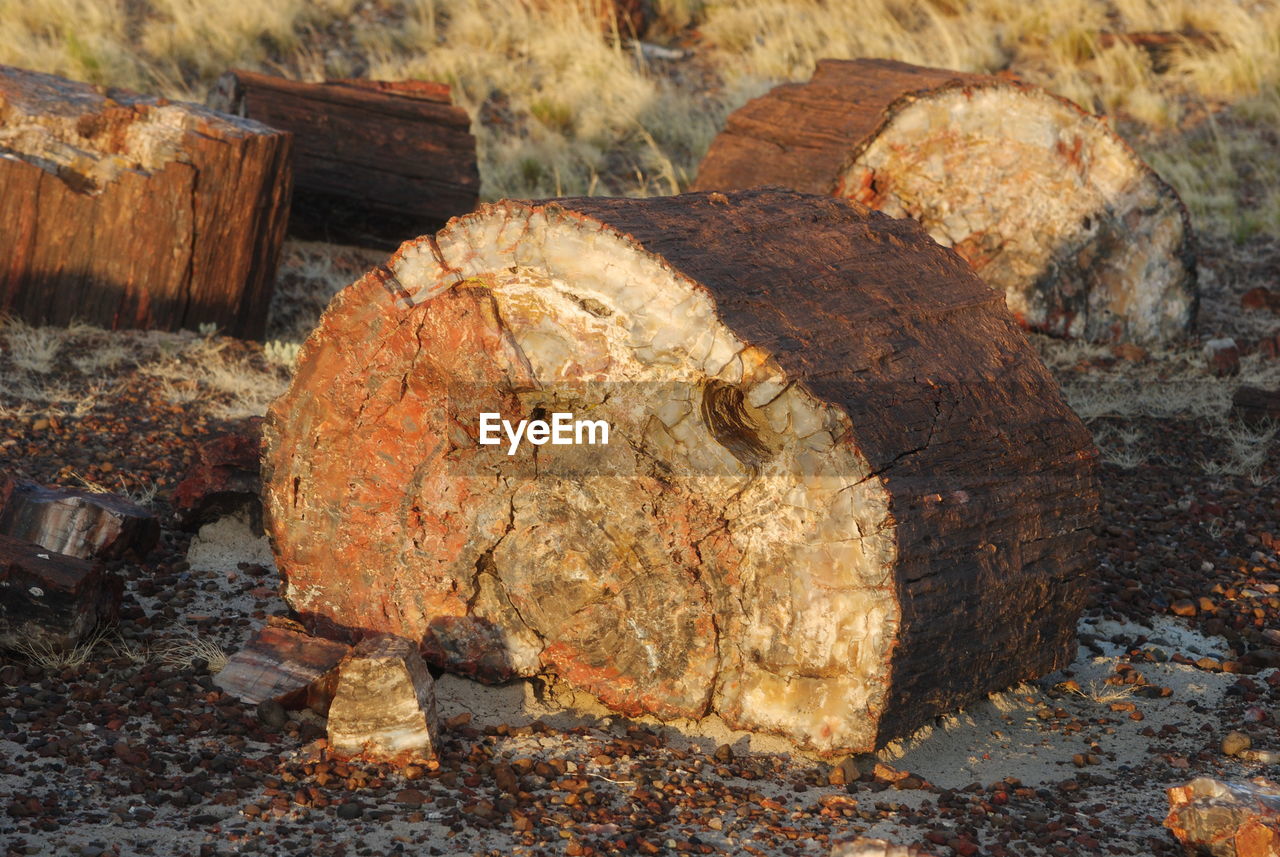 Close-up of log on rock