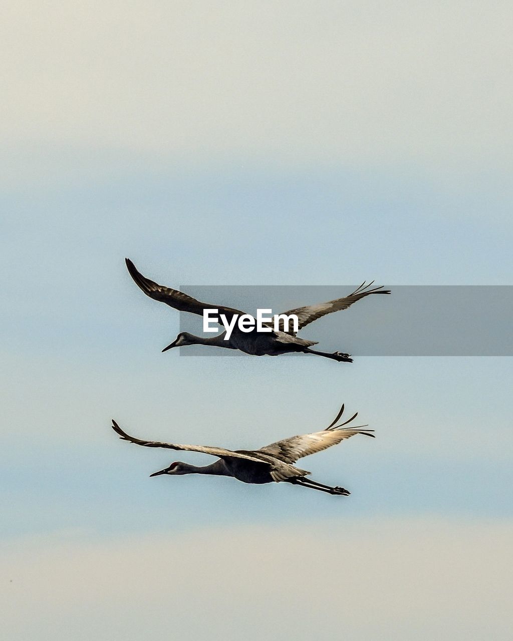 flying, bird, animal, animal themes, animal wildlife, wildlife, wing, sky, no people, nature, group of animals, airplane, aircraft, spread wings, animal migration, mid-air, outdoors, aviation, day, motion, animal body part, bird migration, seabird, vehicle