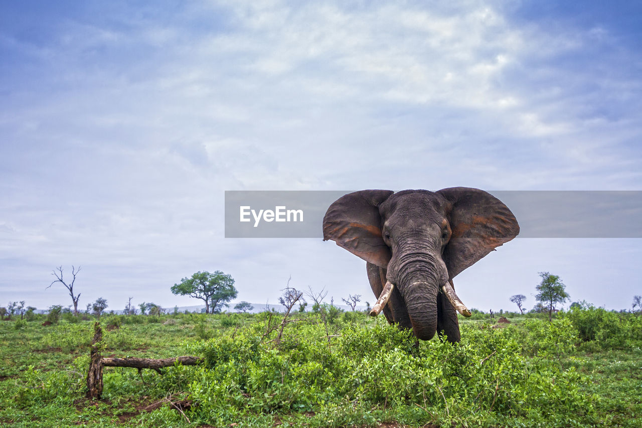 Elephant standing on land against sky