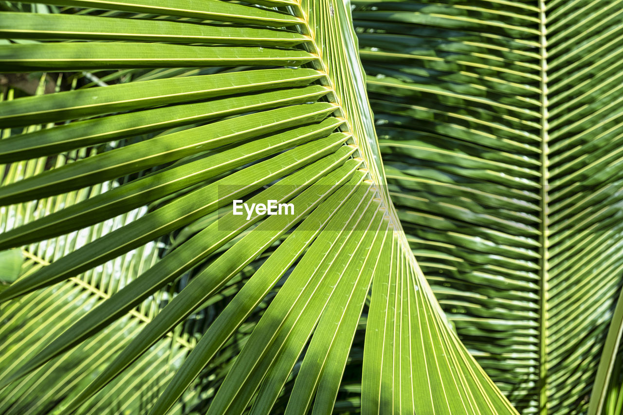 Green palm leaves as a tropical background