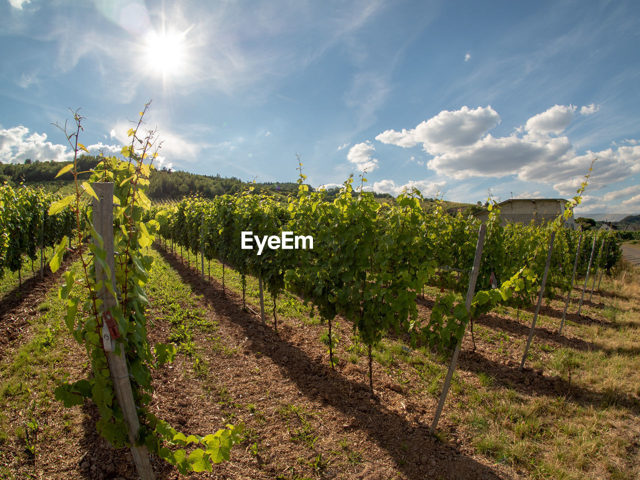 SCENIC VIEW OF VINEYARD AGAINST BRIGHT SUN