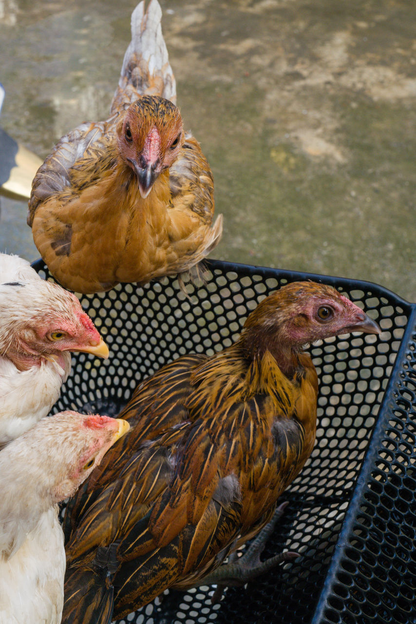 animal themes, animal, bird, livestock, domestic animals, chicken, group of animals, pet, mammal, agriculture, rooster, no people, beak, nature, poultry, fowl, comb, hen, farm, day, outdoors, food