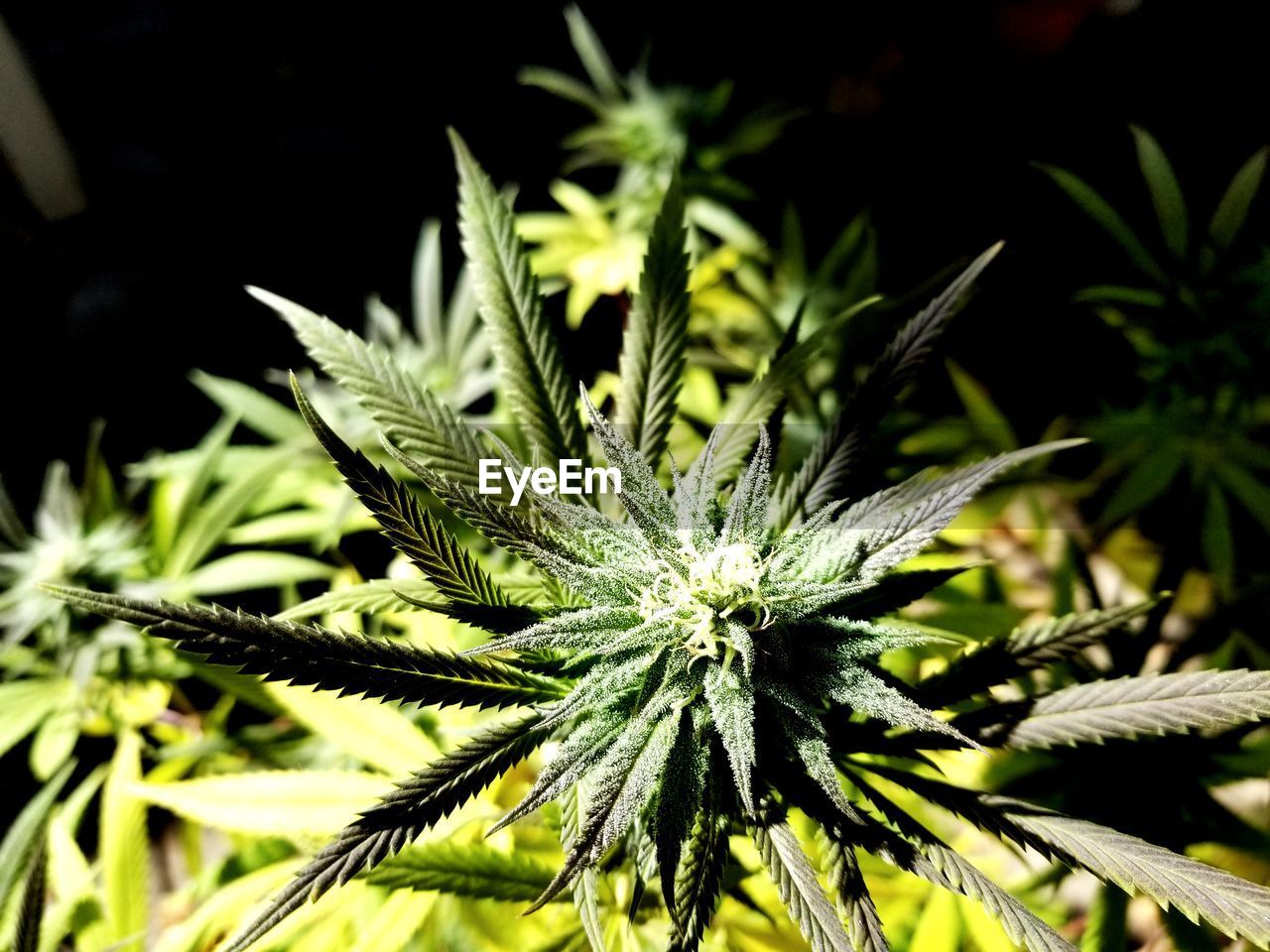 High angle view of freshly formed cannabis bud on plant, white pistols and sparkling trichroms