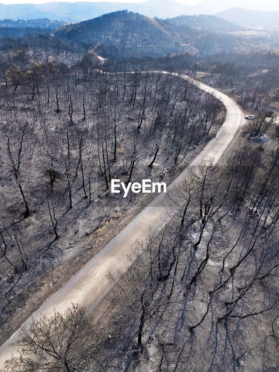 Burned forest 