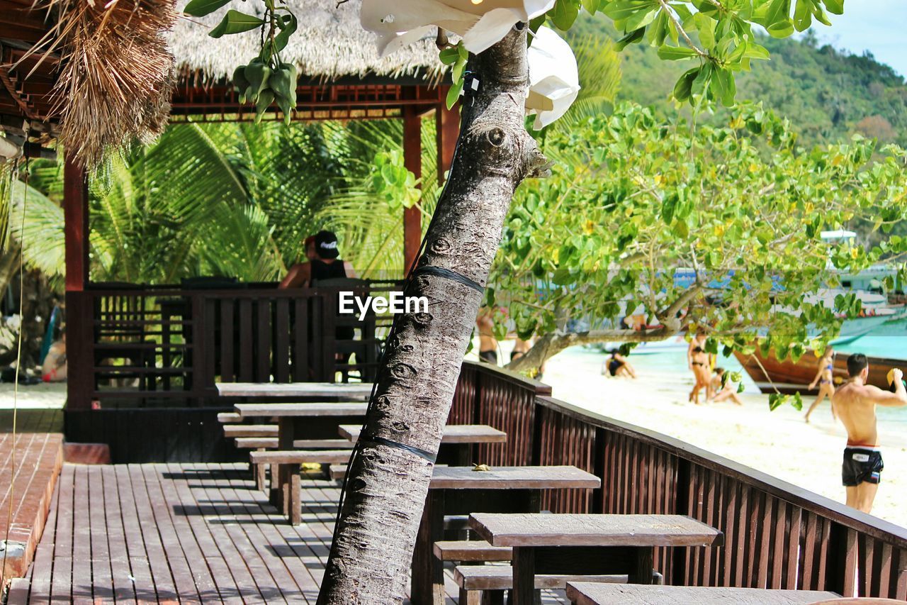 Tree by wooden benches and tables at beach