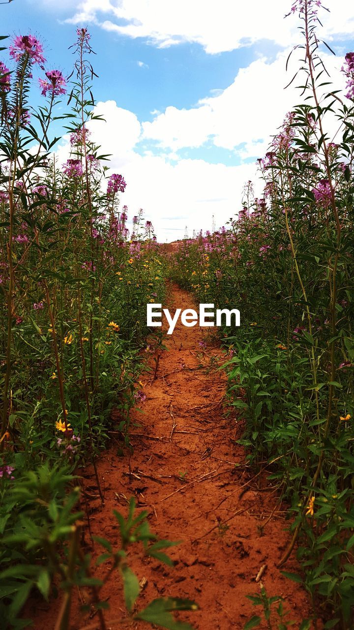 Pathway amidst flowering plants against cloudy sky