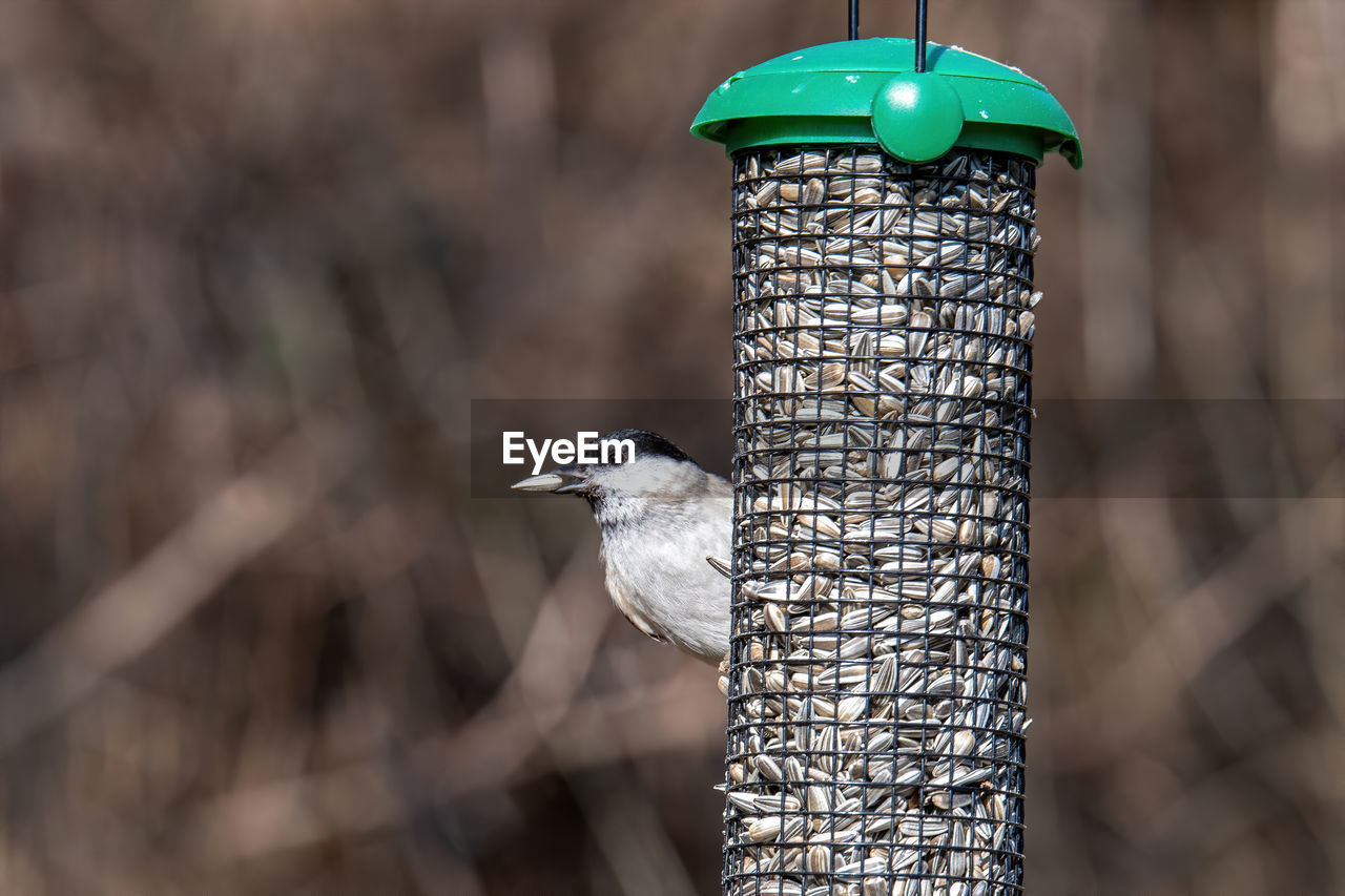 CLOSE UP OF BIRD PERCHING ON FEEDER