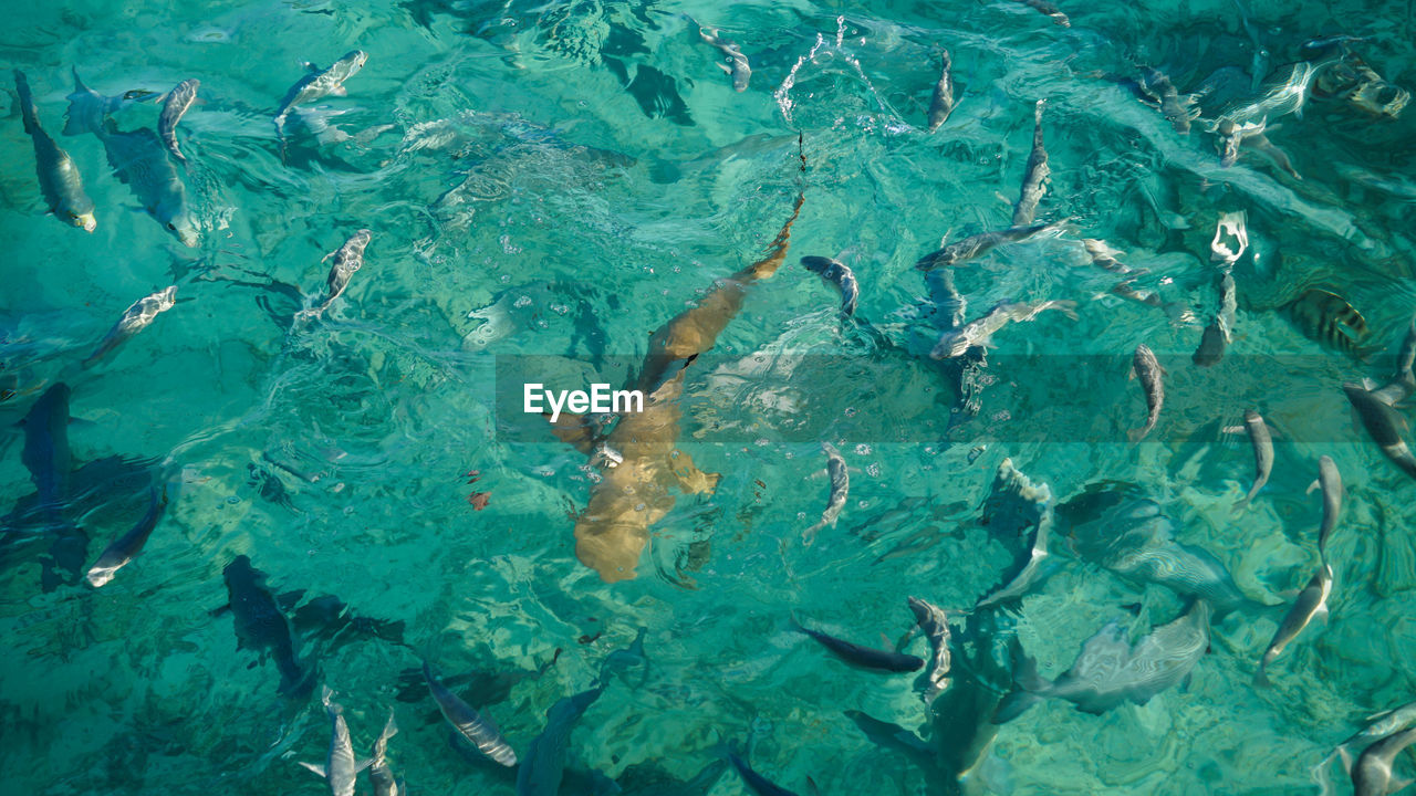 High angle view of bany shark swimming among school of fish abstract business opportunities