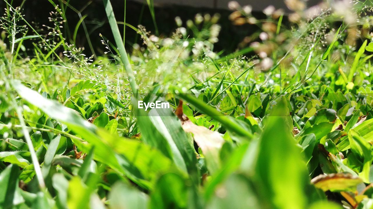 CLOSE-UP OF FRESH GREEN GRASS