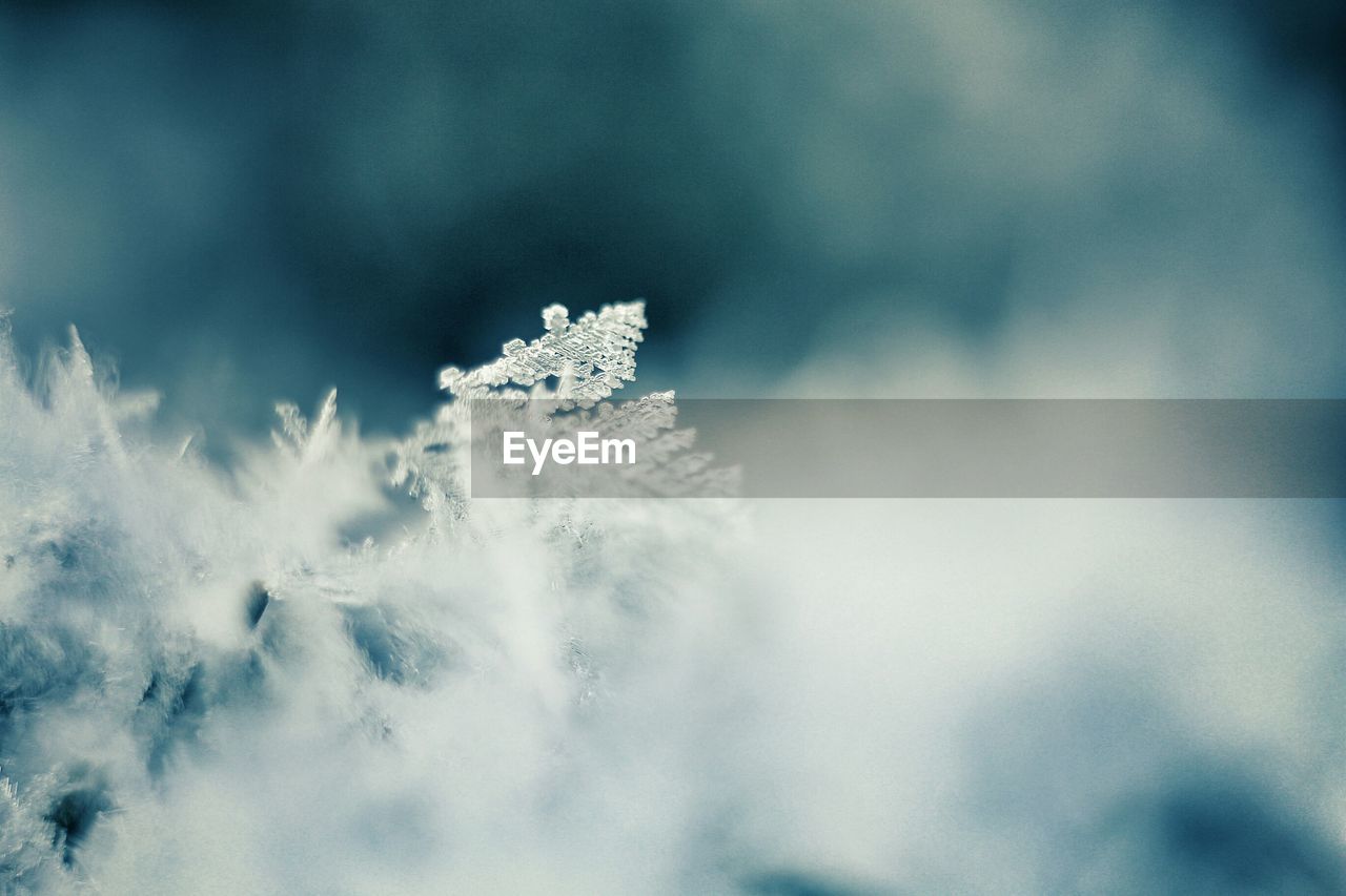 CLOSE-UP OF SNOWFLAKES ON SHORE