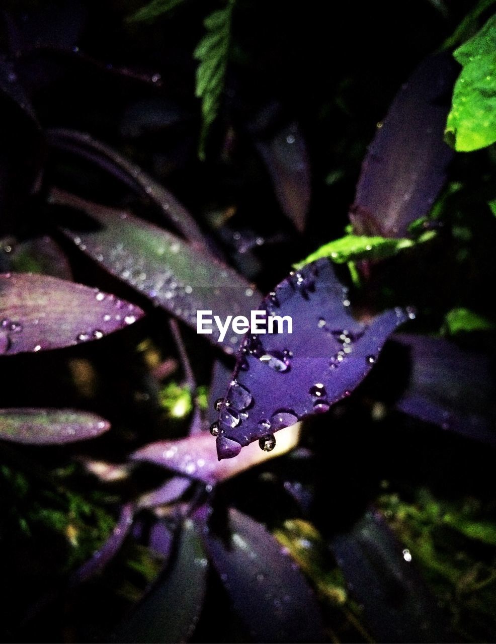 CLOSE-UP OF WATER DROPS ON FLOWERS