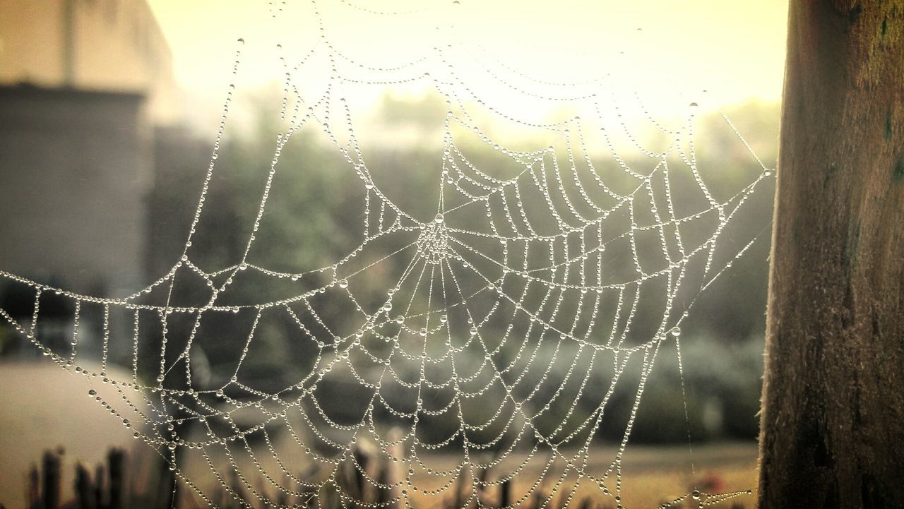 Dew drops on spider web