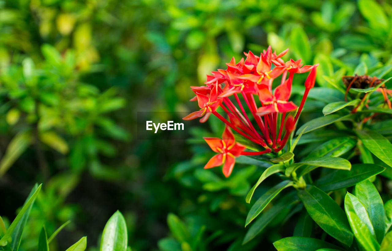 Close-up of red flowers blooming outdoors