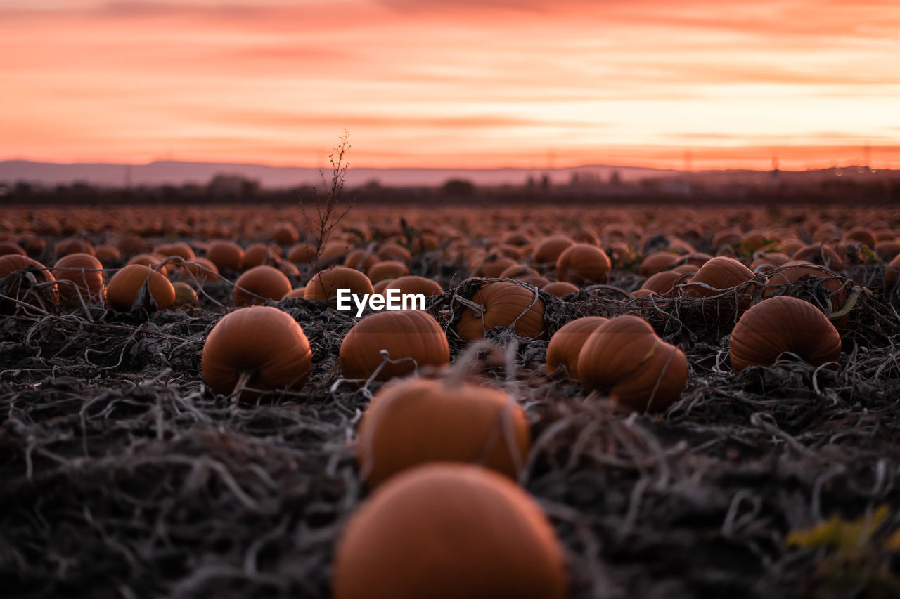 Close-up of pumpkins on field against sky during sunset
