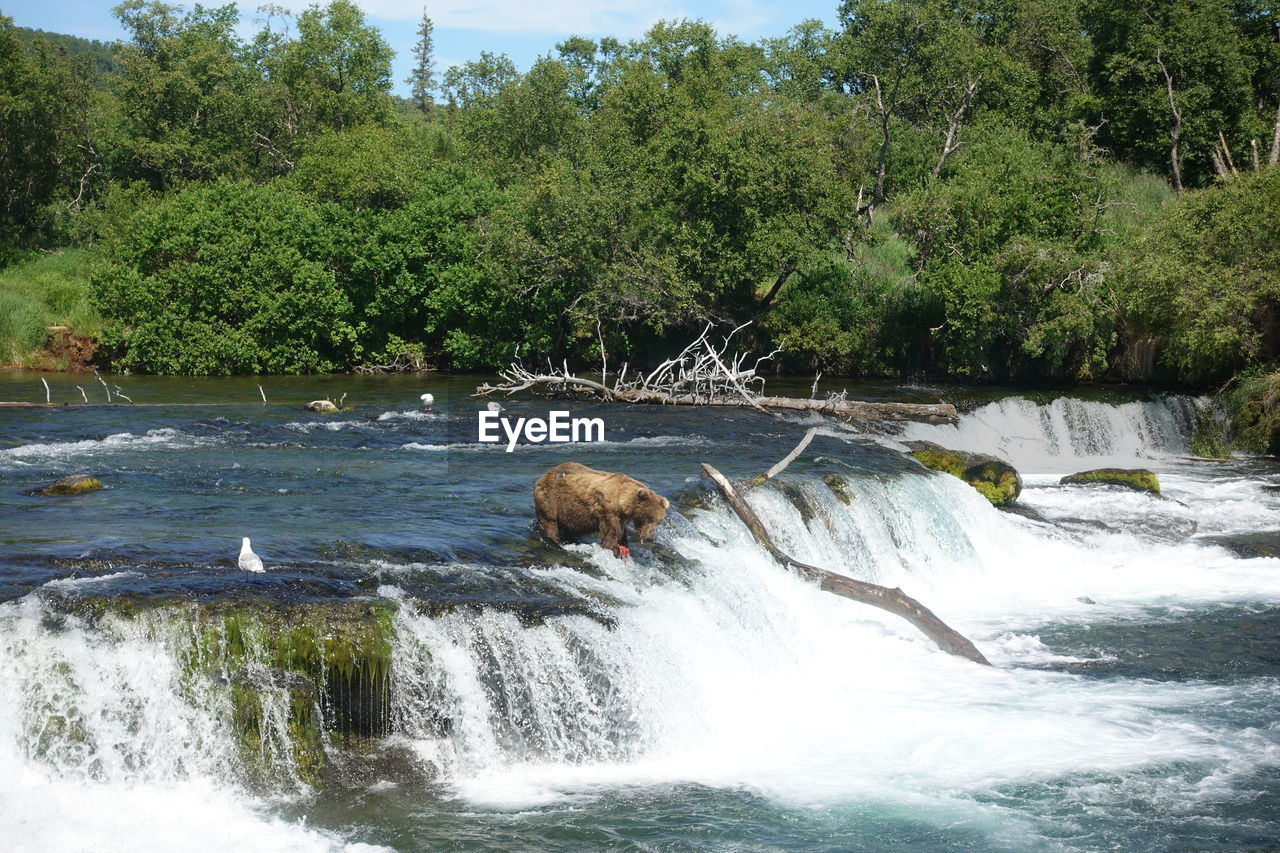 VIEW OF WATERFALL