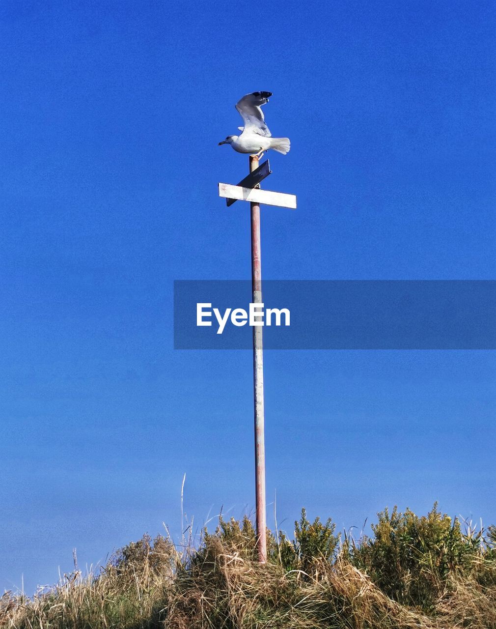 Low angle view of bird on pole against blue sky