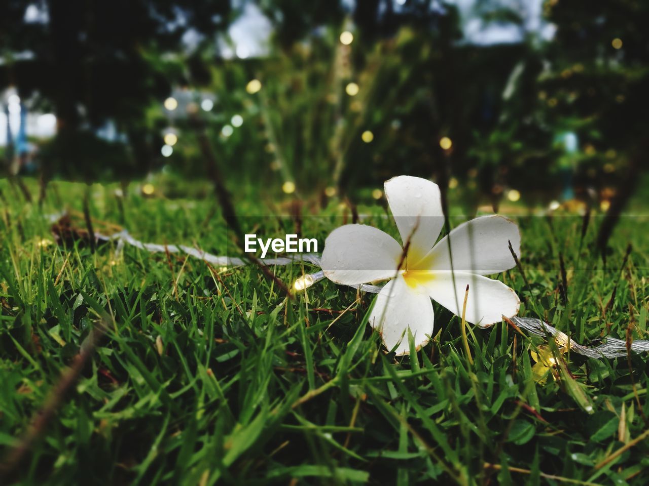 CLOSE-UP OF WHITE FLOWERS BLOOMING IN FIELD