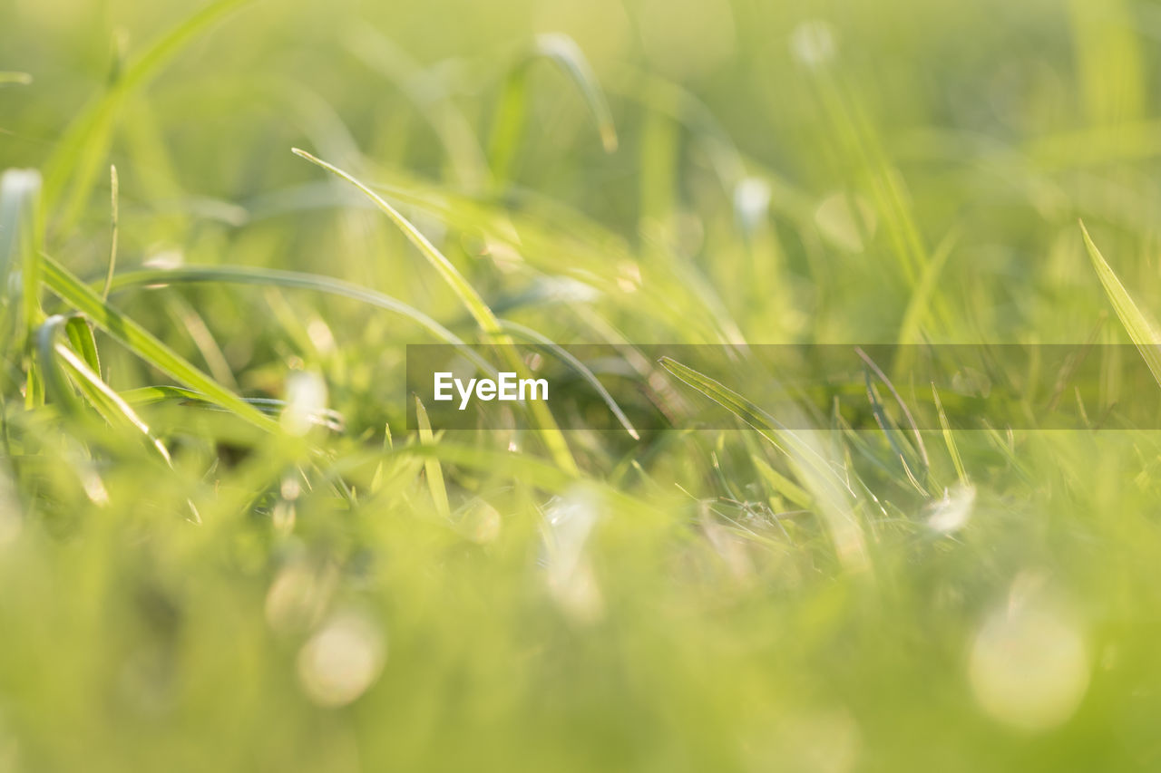 plant, green, grass, selective focus, nature, lawn, close-up, leaf, growth, field, macro photography, no people, backgrounds, beauty in nature, sunlight, grassland, flower, summer, agriculture, environment, meadow, freshness, landscape, land, moisture, springtime, dew, outdoors, plain, food, defocused, blade of grass, rural scene, food and drink, environmental conservation, crop, plant stem, macro, extreme close-up, drop