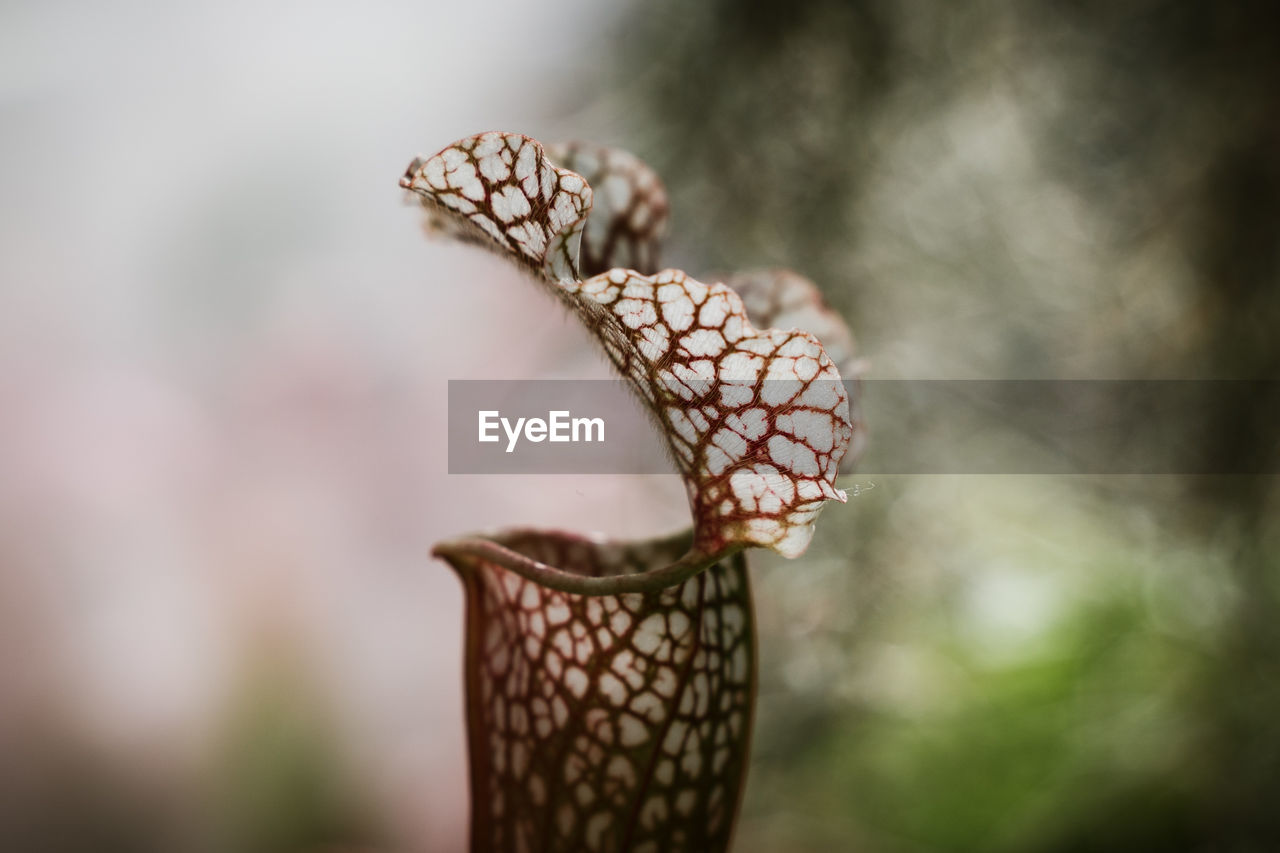 Close-up of carnivorous plant