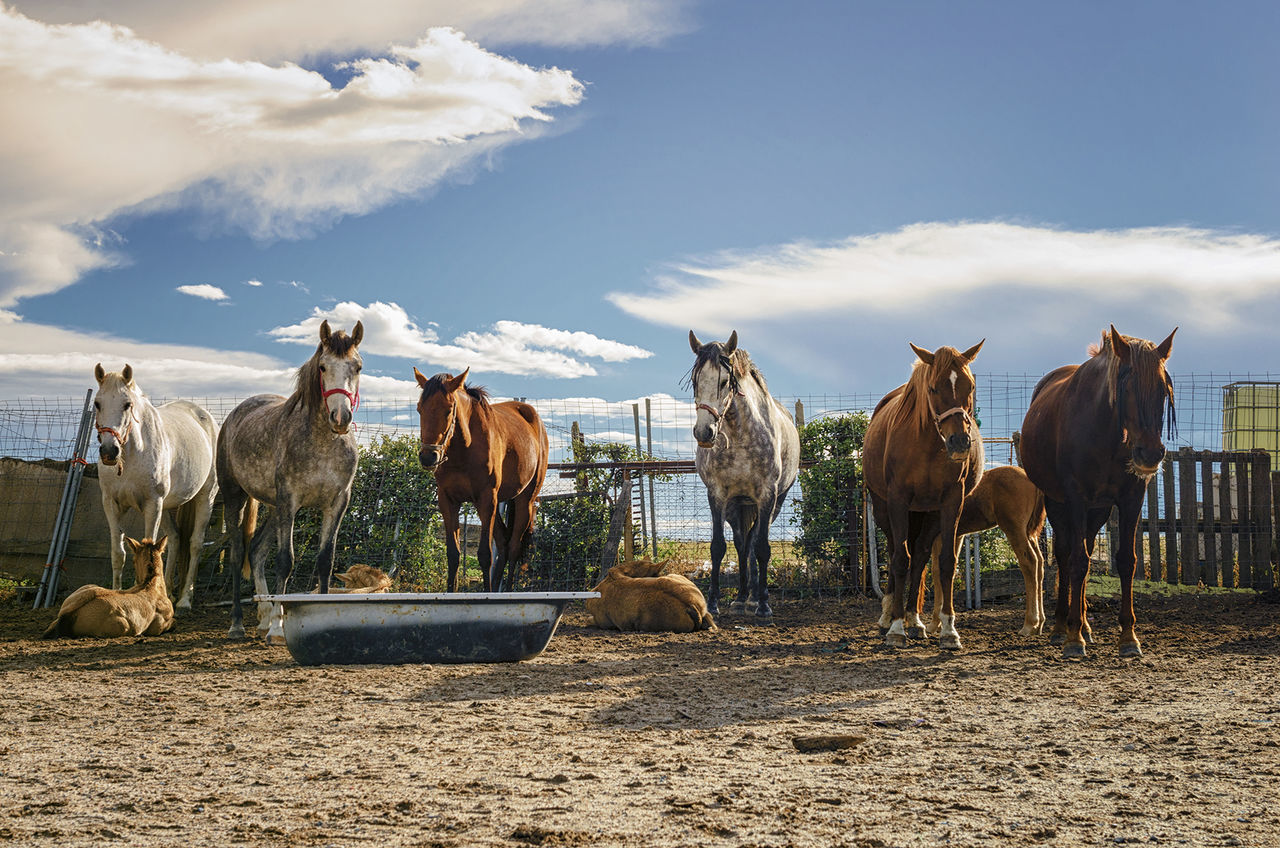 View of horses on field against sky before the storm