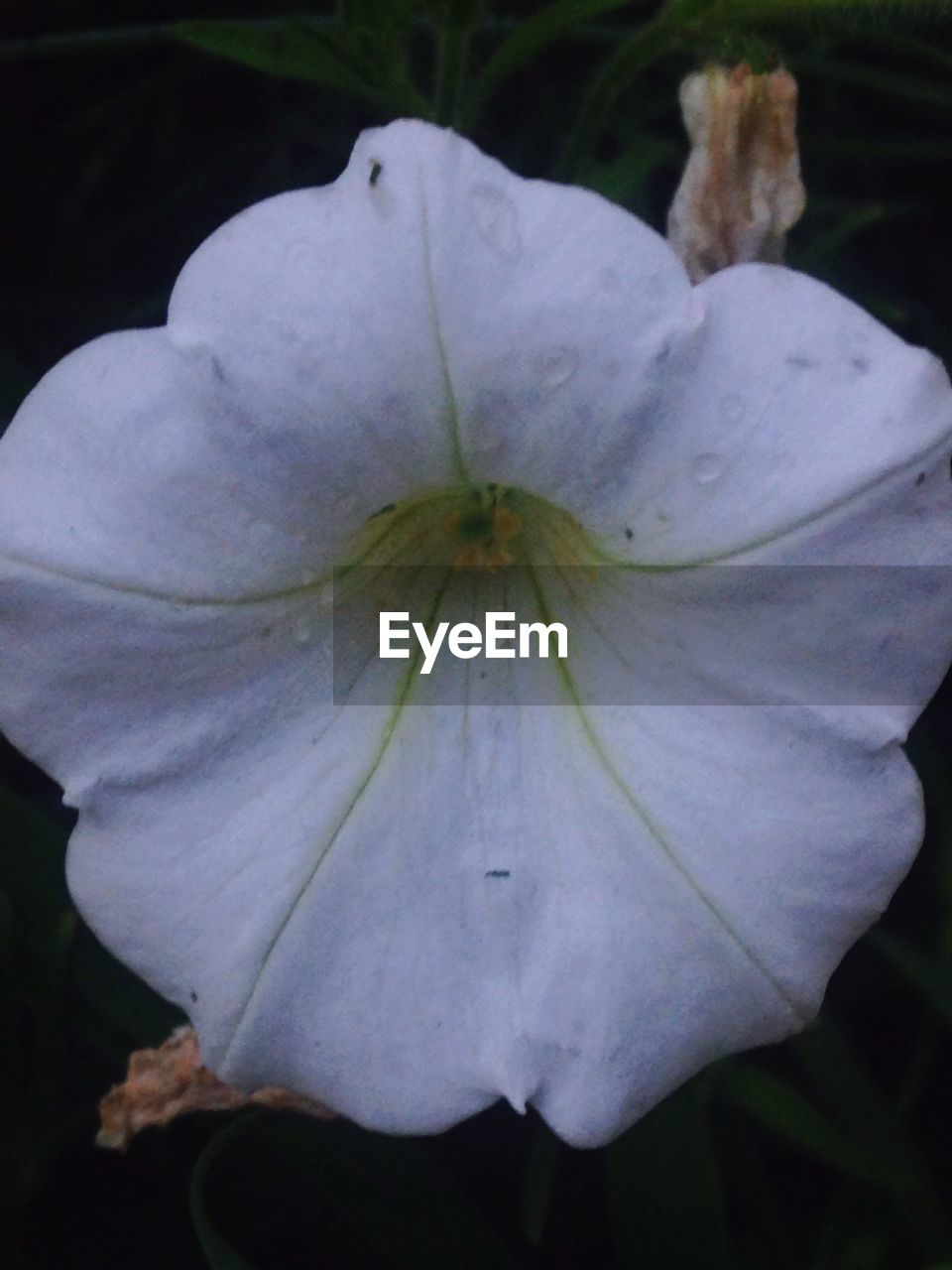 CLOSE-UP OF WHITE FLOWERS BLOOMING OUTDOORS