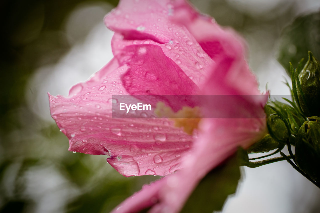 Close-up of raindrops on pink rose flower