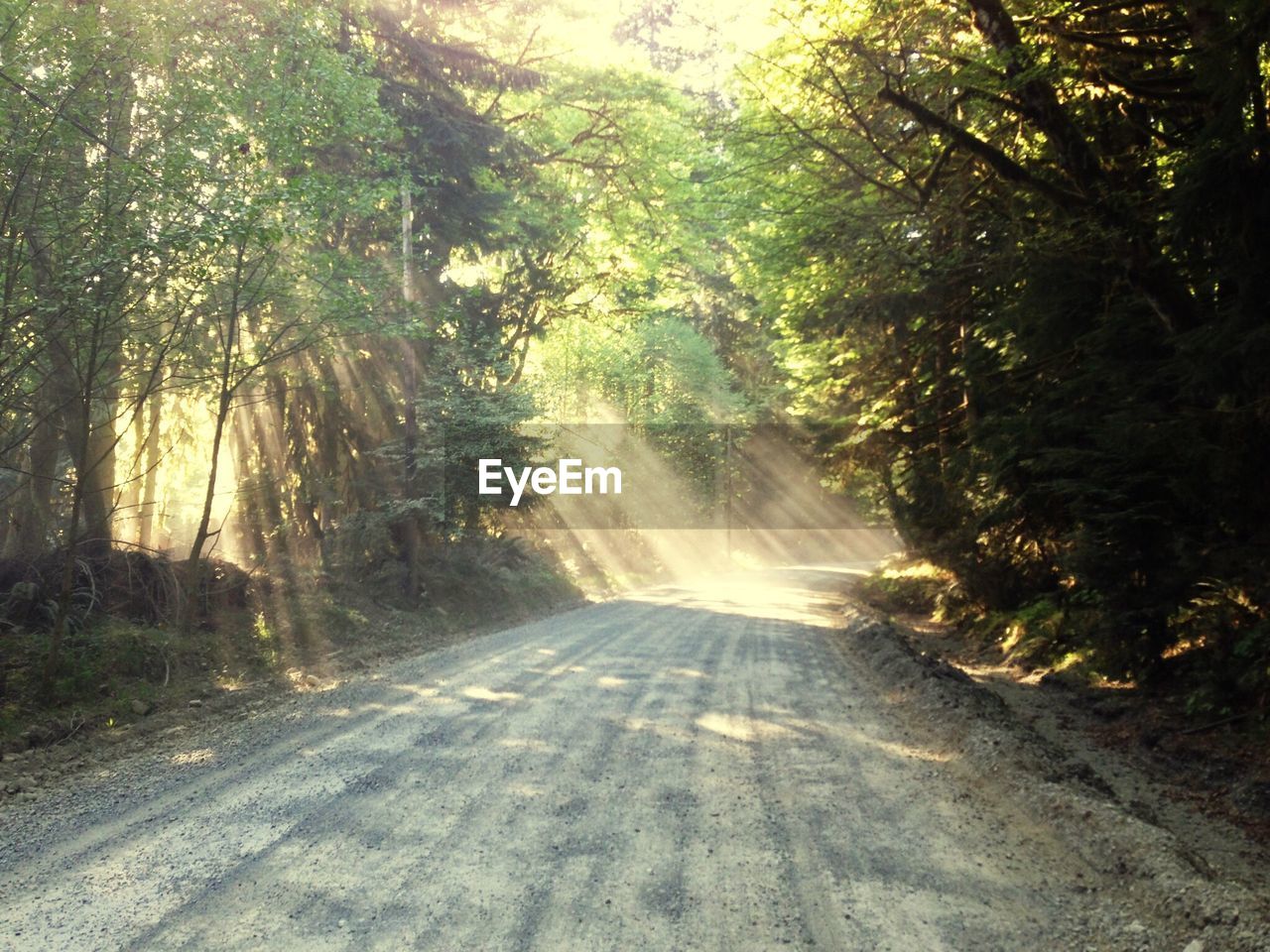 VIEW OF ROAD PASSING THROUGH FOREST