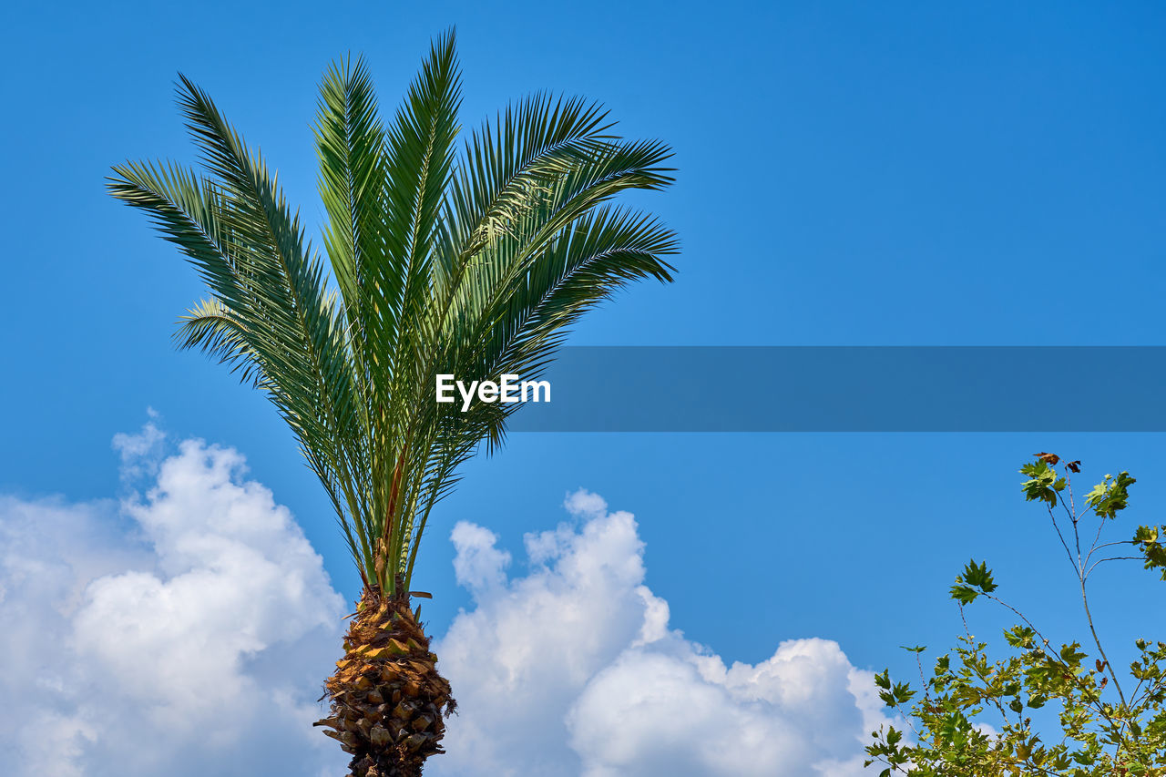 Low angle view of palm tree against blue sky