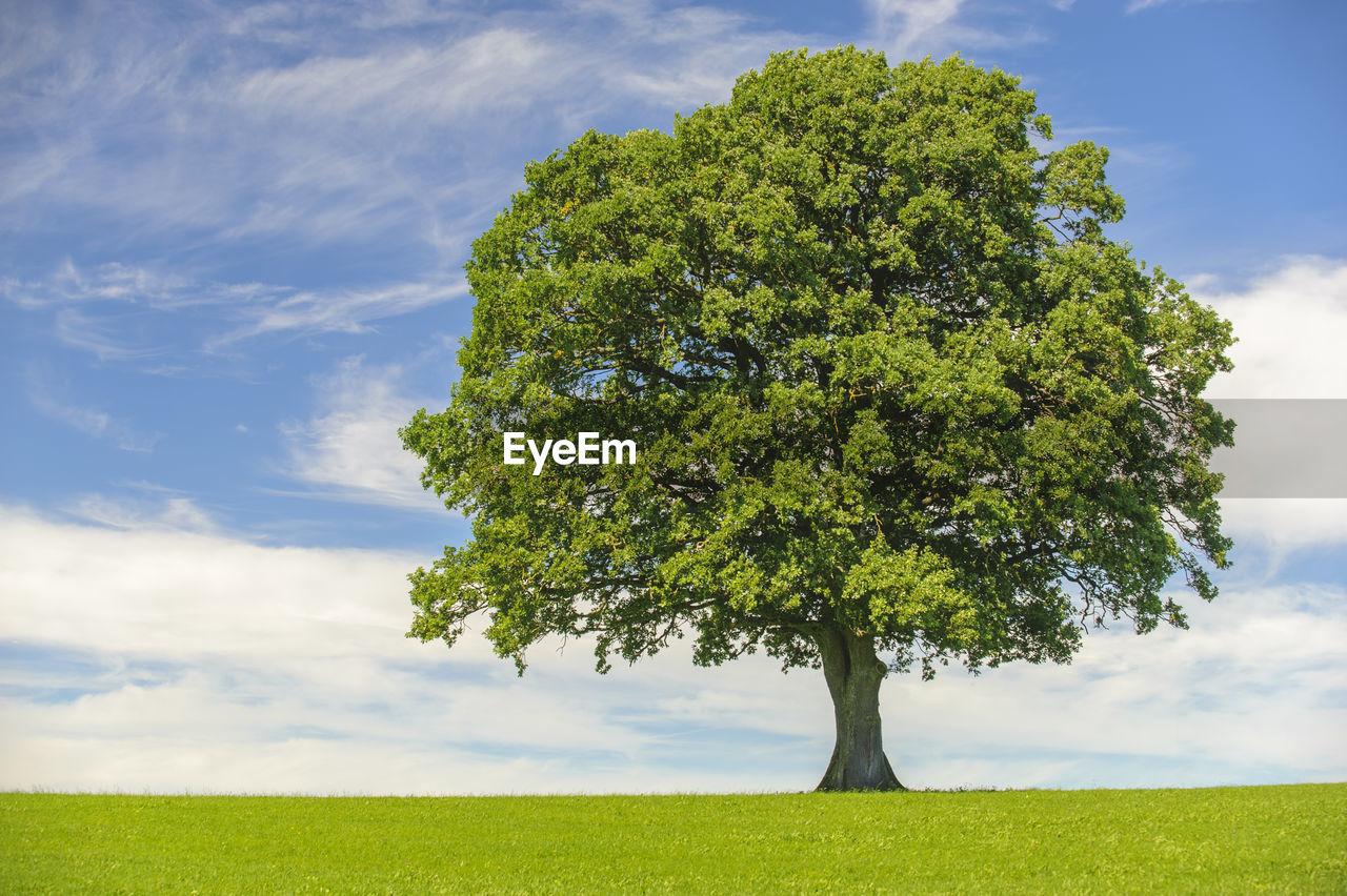 Single tree in blooming meadow at spring