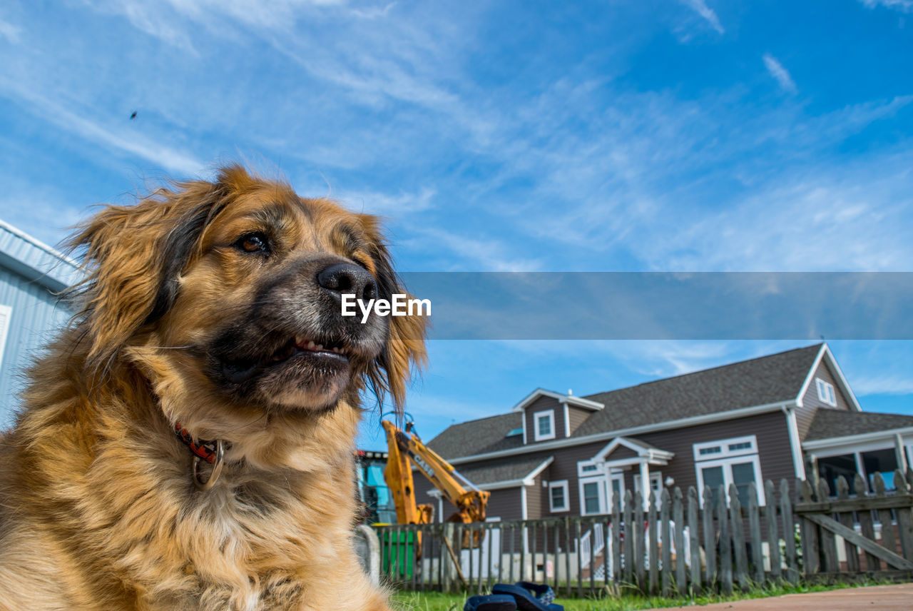 Close-up of dog against sky