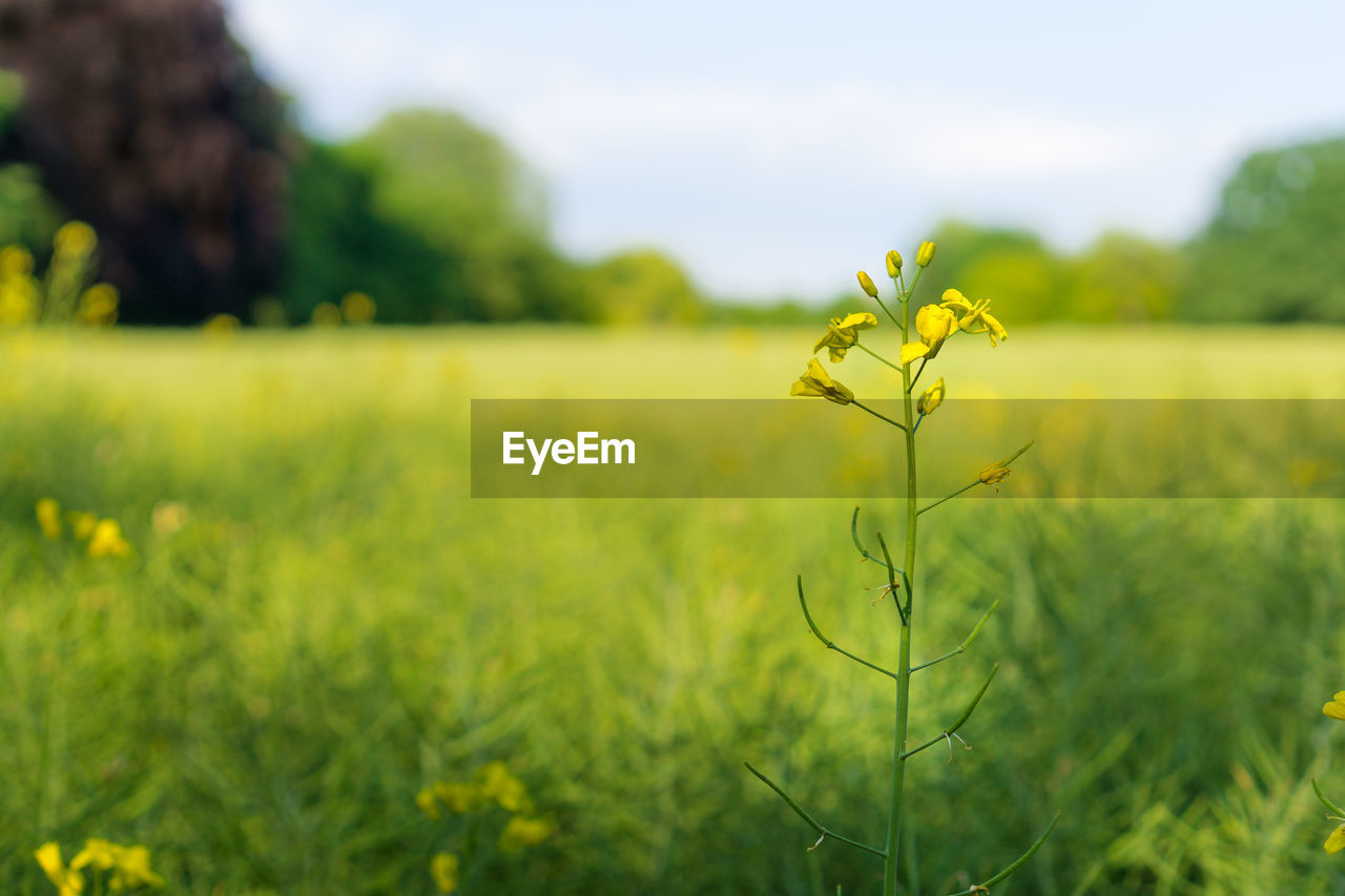 VIEW OF YELLOW FLOWERS ON FIELD