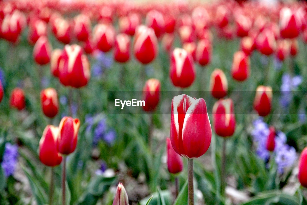 Close-up of red flowers blooming outdoors