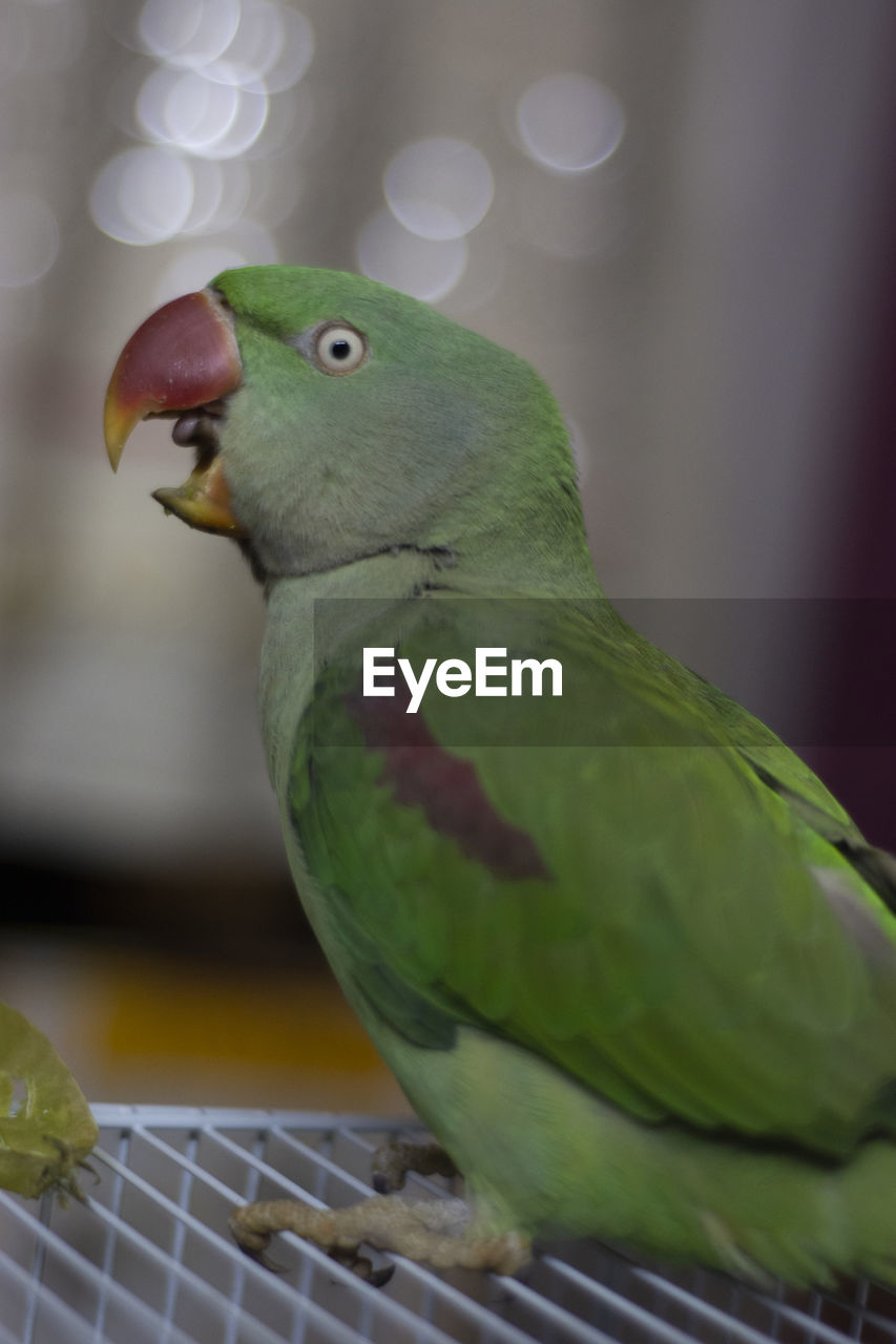 CLOSE-UP OF PARROT PERCHING ON A LEAF