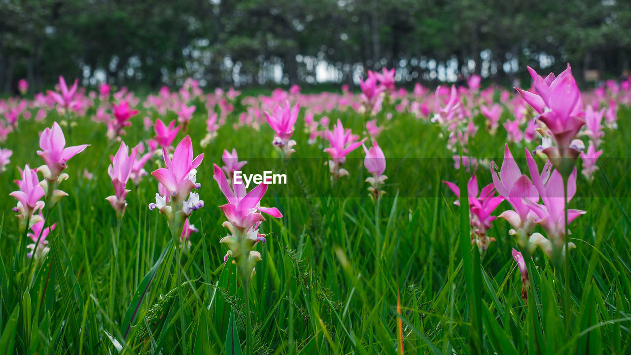 Close-up of pink flowering purple flowers on field