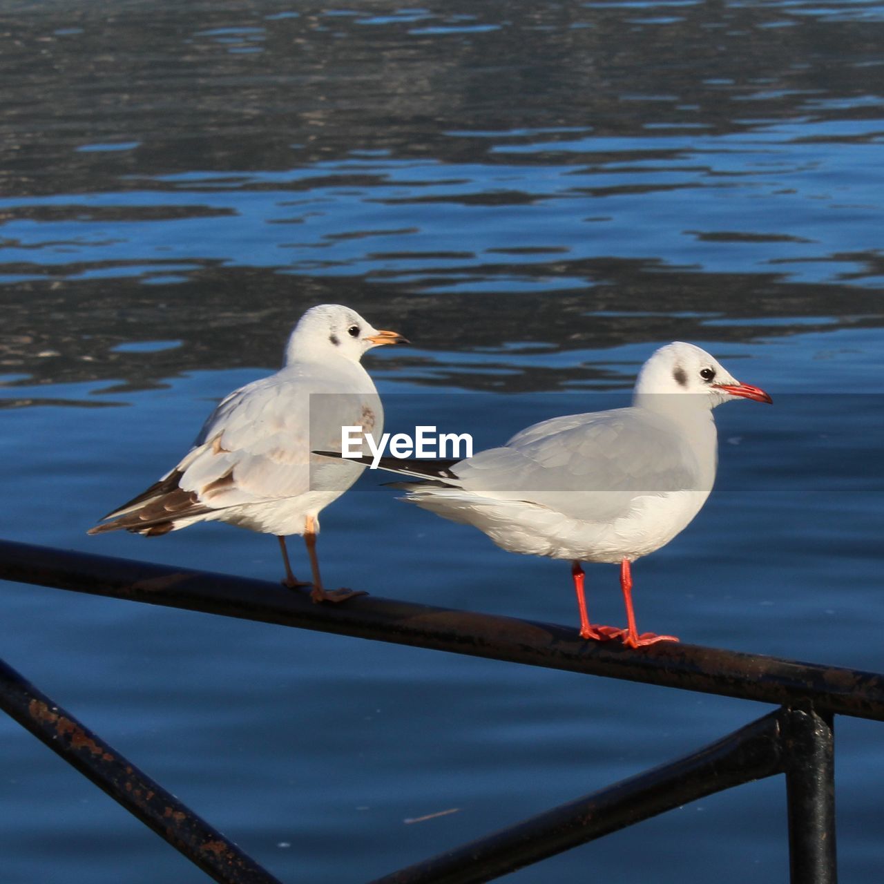 SEAGULLS PERCHING ON RAILING AGAINST WATER