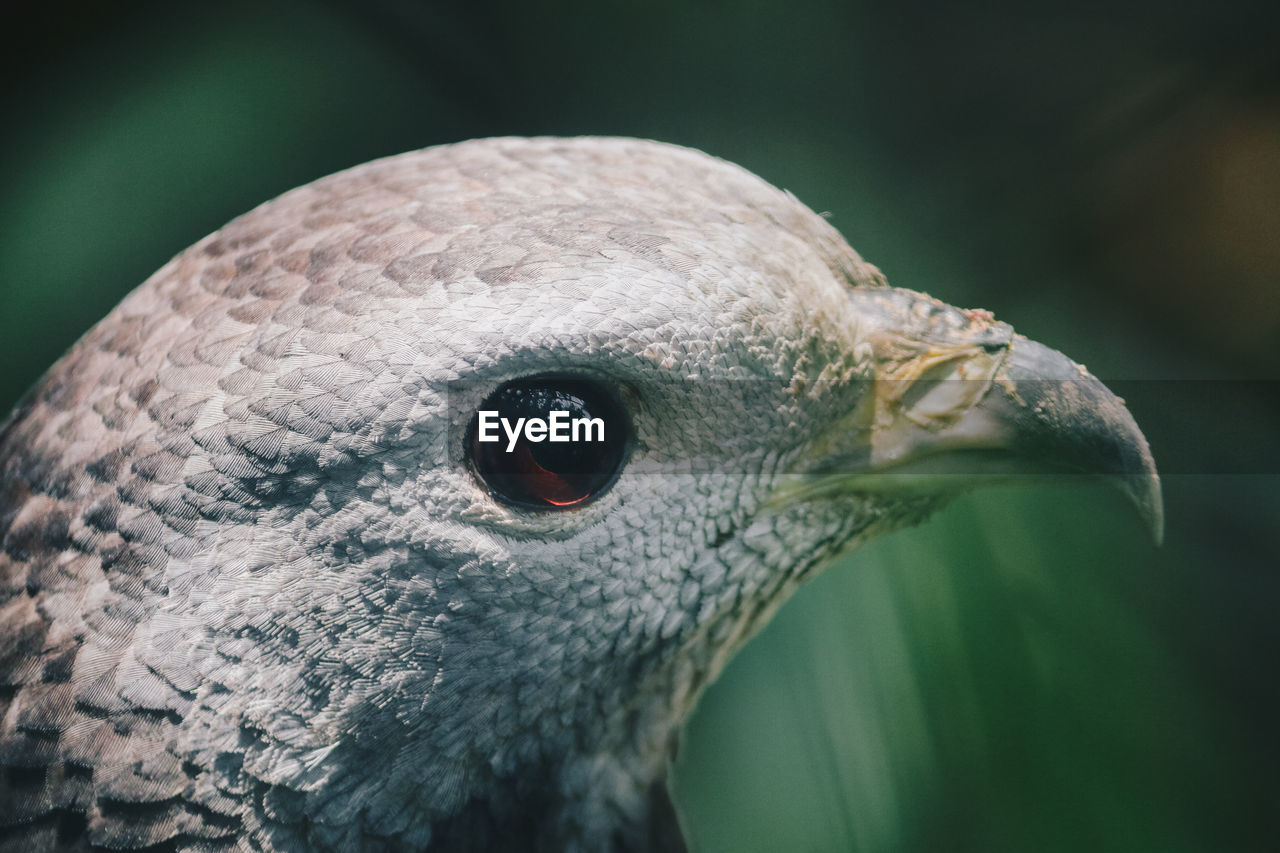 CLOSE-UP OF A DUCK