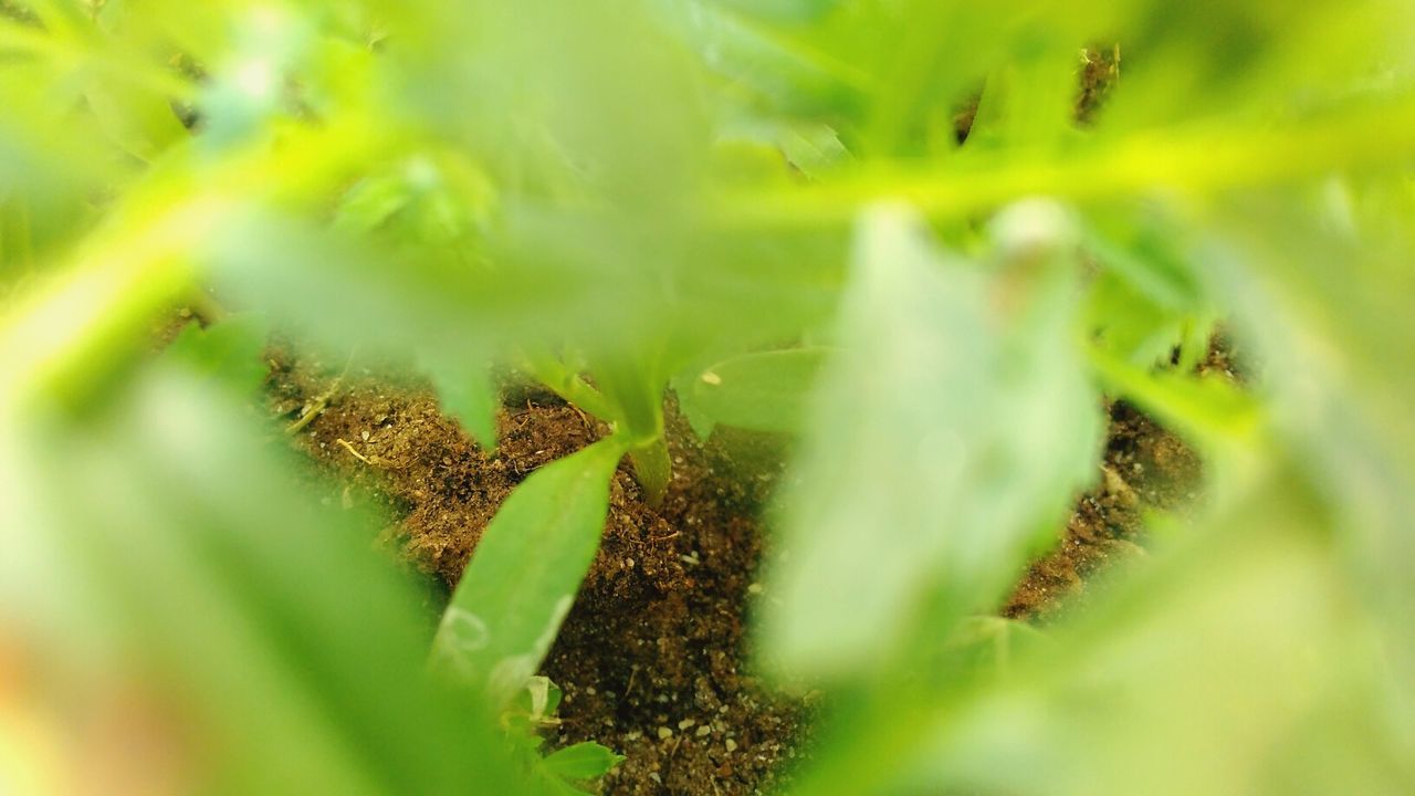 Close-up of plants growing outdoors