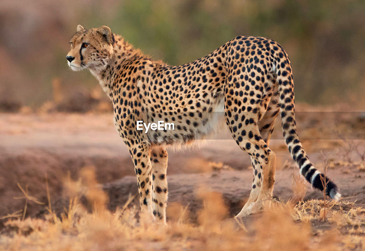 Side view of a cat